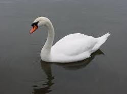 Patos, Ocas y Cisnes (por encargo): ARTICULOS de Piensos Alonso Patos, Ocas y Cisnes (por encargo): ARTICULOS de Piensos Alonso