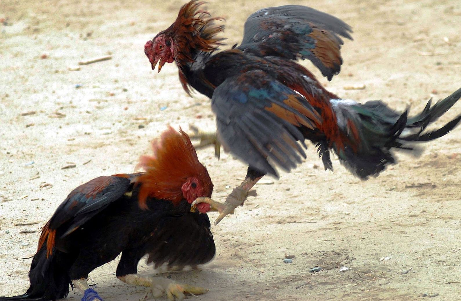 Gallos de pelea raza enana Gallos de pelea raza enana