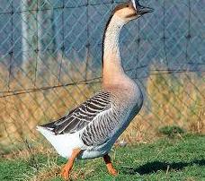Patos, Ocas y Cisnes (por encargo): ARTICULOS de Piensos Alonso Patos, Ocas y Cisnes (por encargo): ARTICULOS de Piensos Alonso