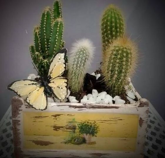 Conjunto de cactus: Floristería de Floristería Imabel Conjunto de cactus: Floristería de Floristería Imabel