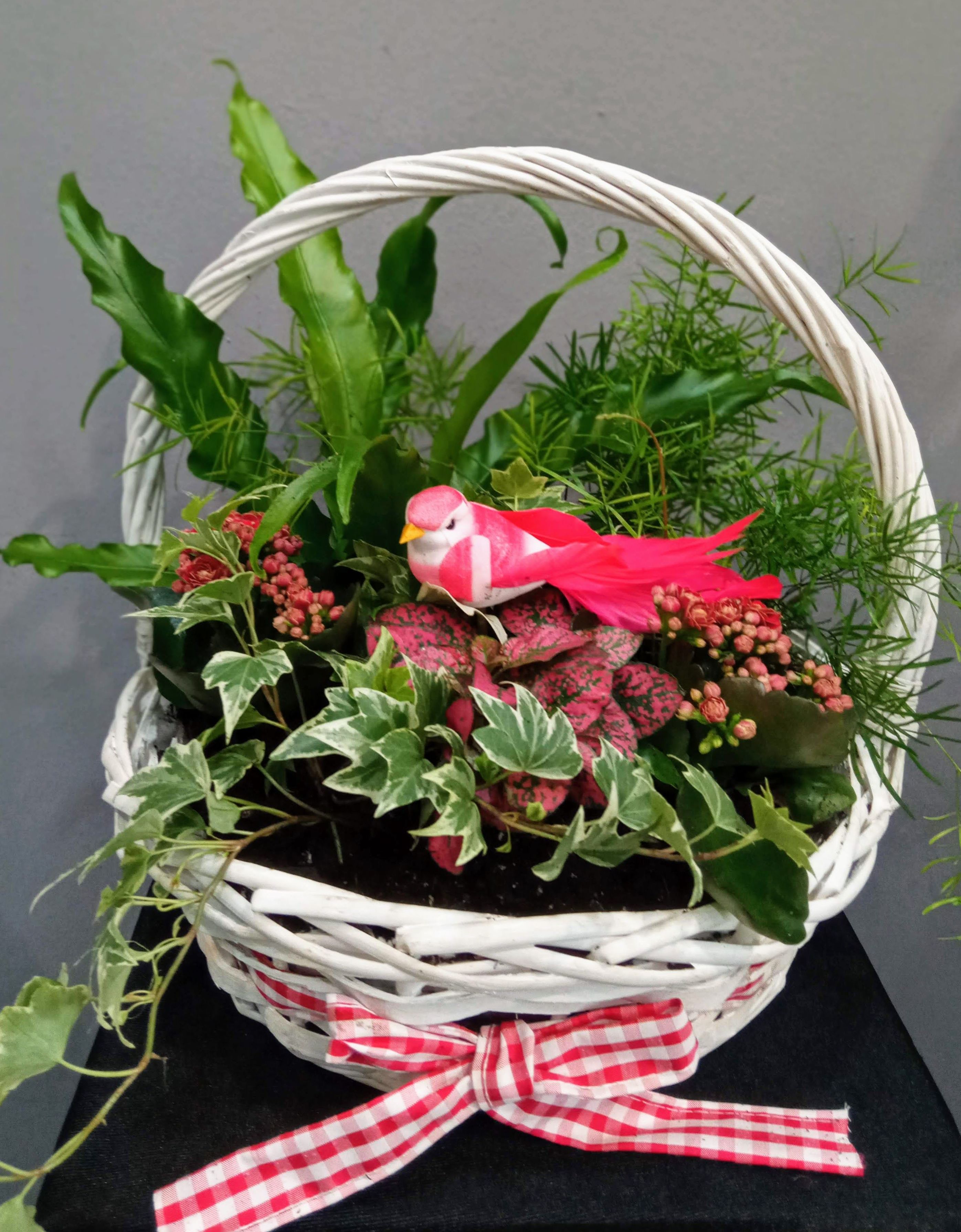 Conjunto de plantas M: Floristería de Floristería Imabel Conjunto de plantas M: Floristería de Floristería Imabel