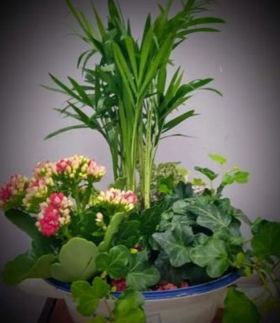 Conjunto de plantas S: Floristería de Floristería Imabel Conjunto de plantas S: Floristería de Floristería Imabel
