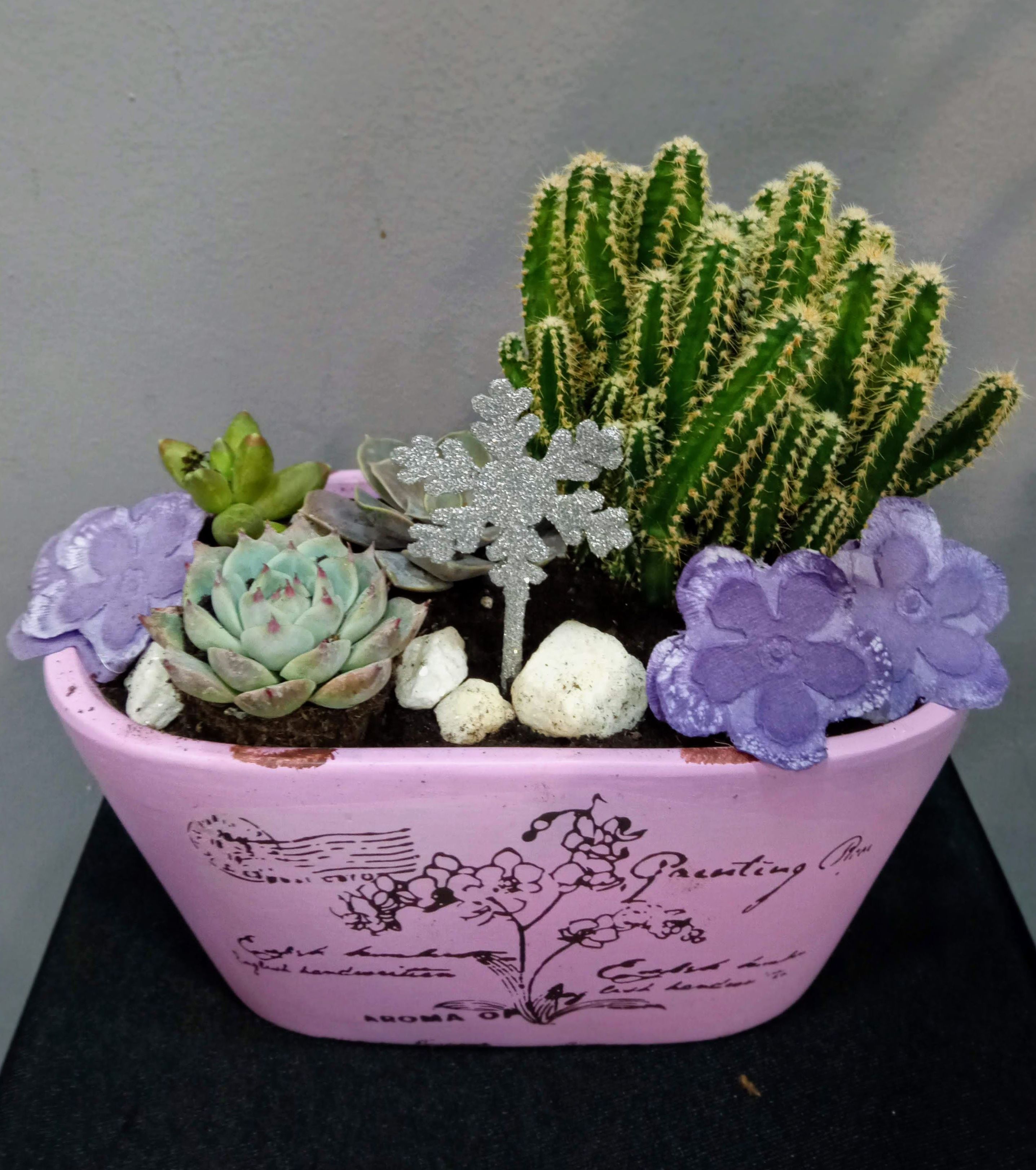 Conjunto de cactus: Floristería de Floristería Imabel Conjunto de cactus: Floristería de Floristería Imabel