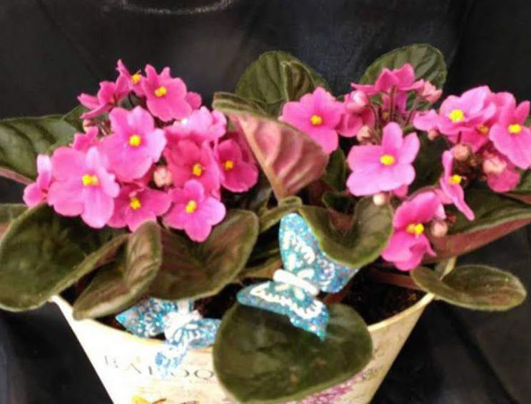 CentroVIOLETAS: Floristería de Floristería Imabel CentroVIOLETAS: Floristería de Floristería Imabel