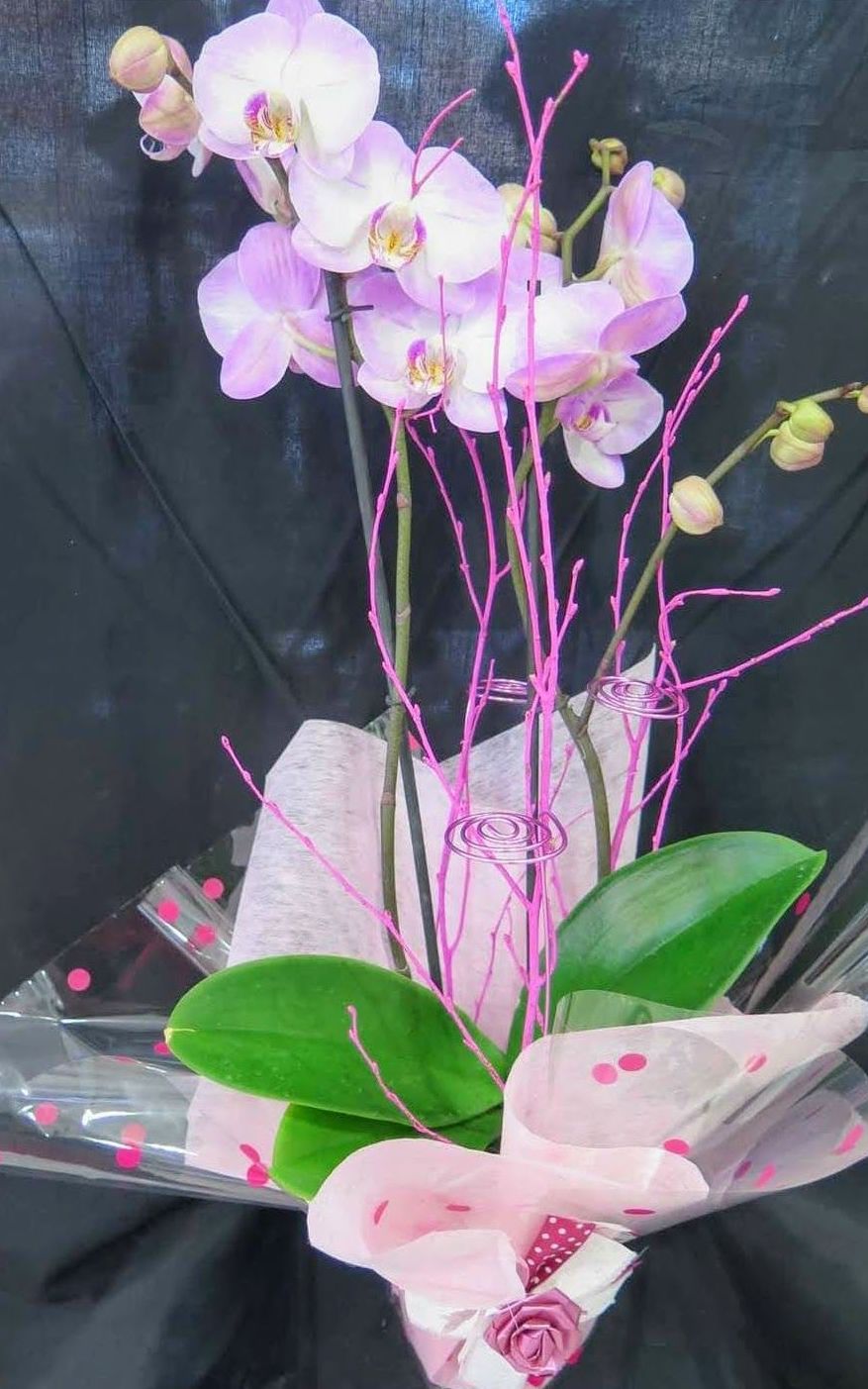 Orquíde : Floristería de Floristería Imabel Orquíde : Floristería de Floristería Imabel