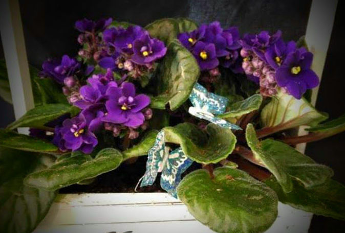 CentroVIOLETAS: Floristería de Floristería Imabel CentroVIOLETAS: Floristería de Floristería Imabel
