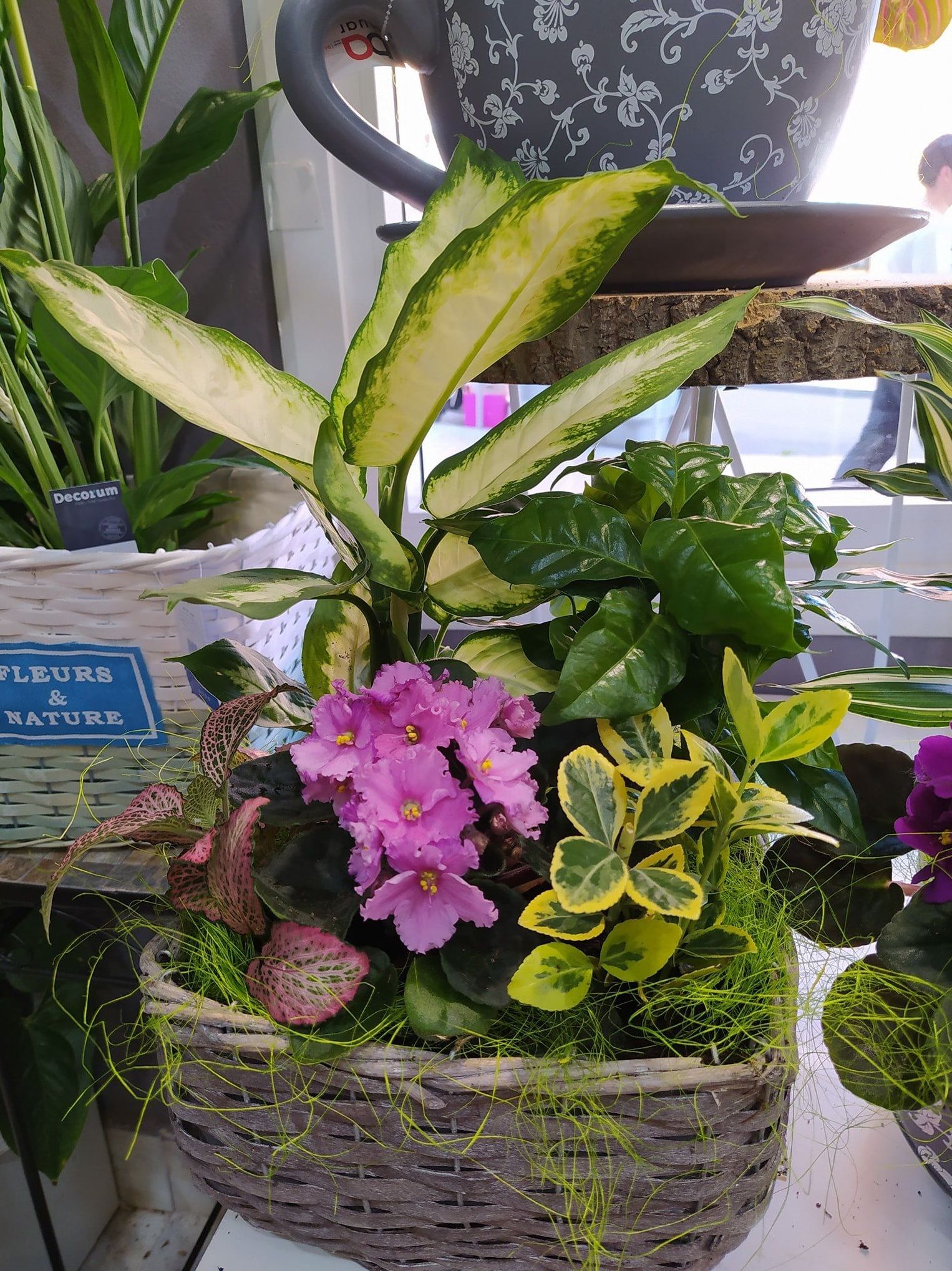 Conjunto de plantas M: Floristería de Floristería Imabel Conjunto de plantas M: Floristería de Floristería Imabel