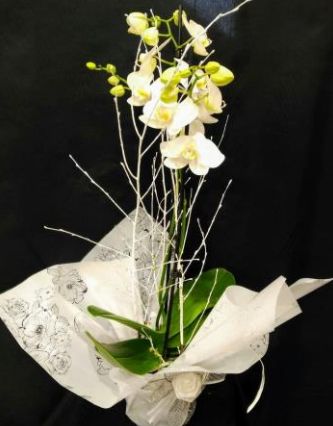 Orquíde : Floristería de Floristería Imabel Orquíde : Floristería de Floristería Imabel