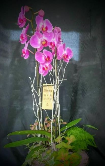 Conjunto de plantas L: Floristería de Floristería Imabel Conjunto de plantas L: Floristería de Floristería Imabel