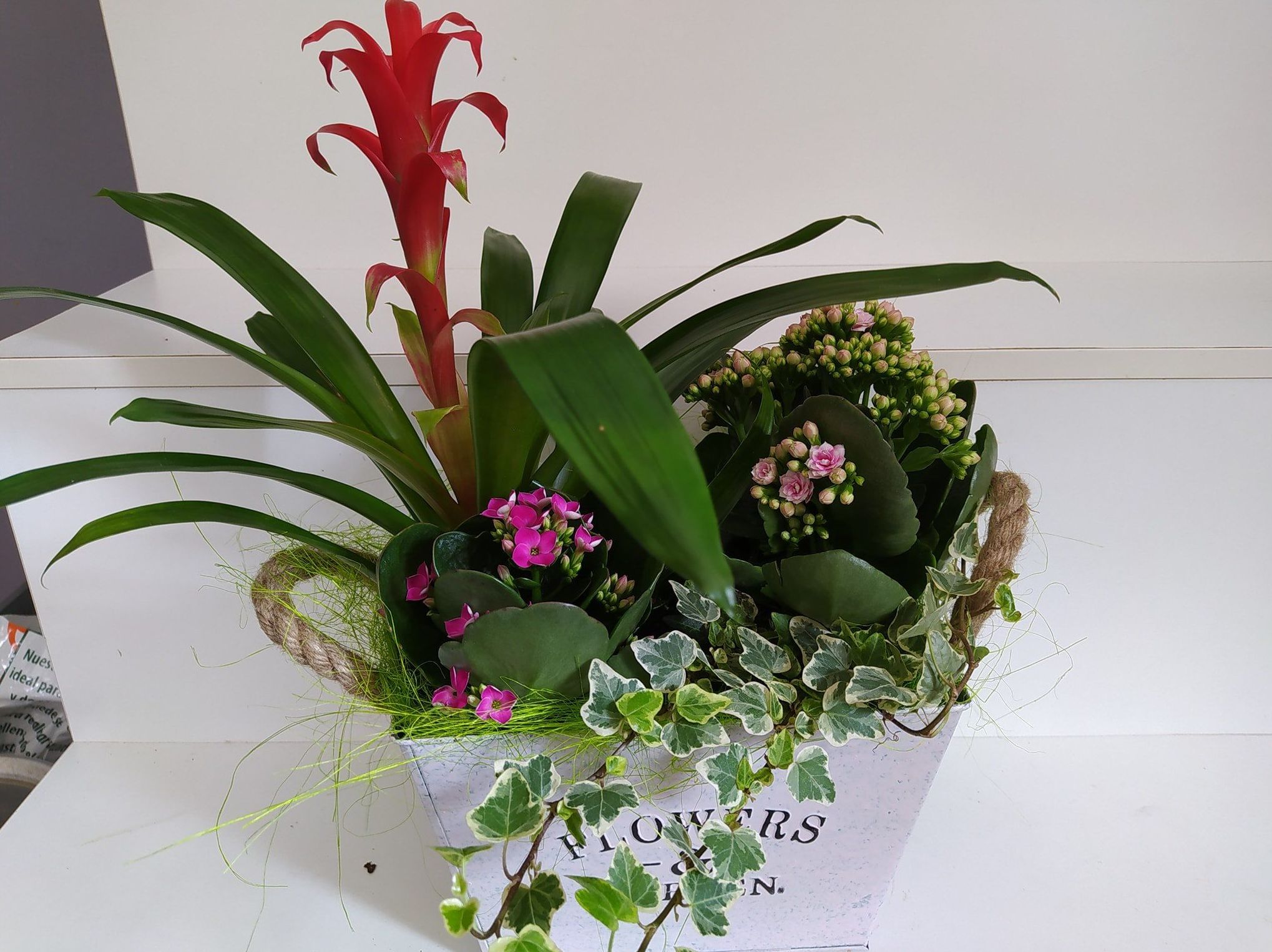 Conjunto de plantas M: Floristería de Floristería Imabel Conjunto de plantas M: Floristería de Floristería Imabel