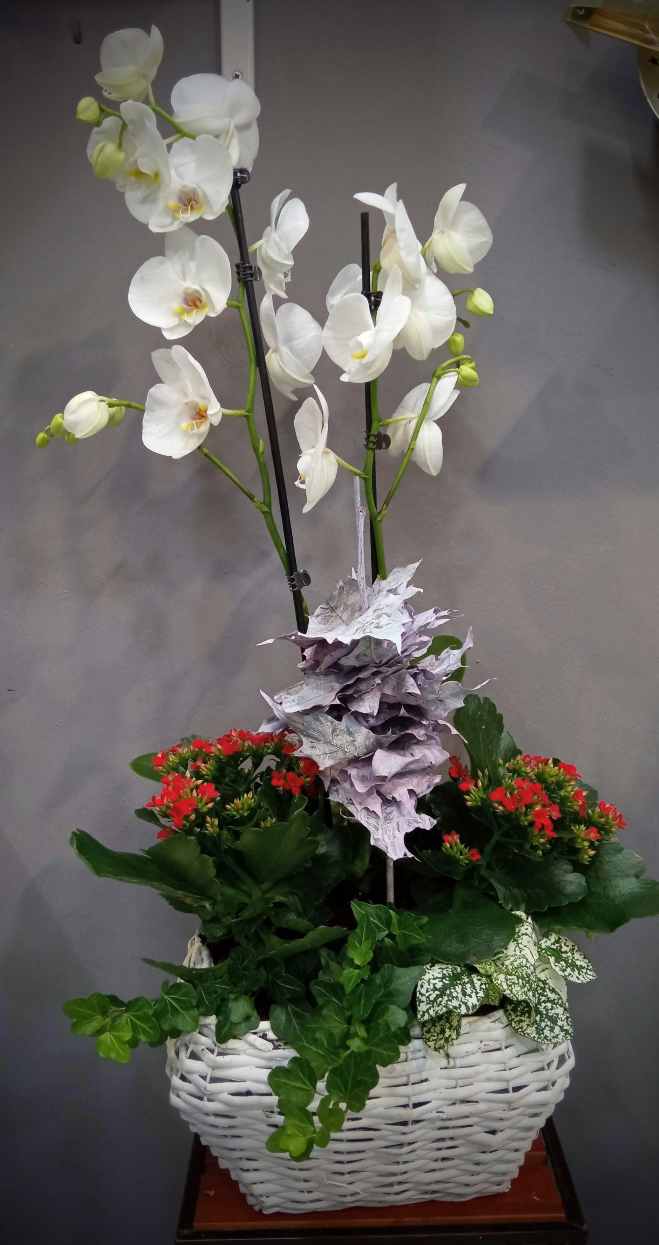 Conjunto de plantas L: Floristería de Floristería Imabel Conjunto de plantas L: Floristería de Floristería Imabel