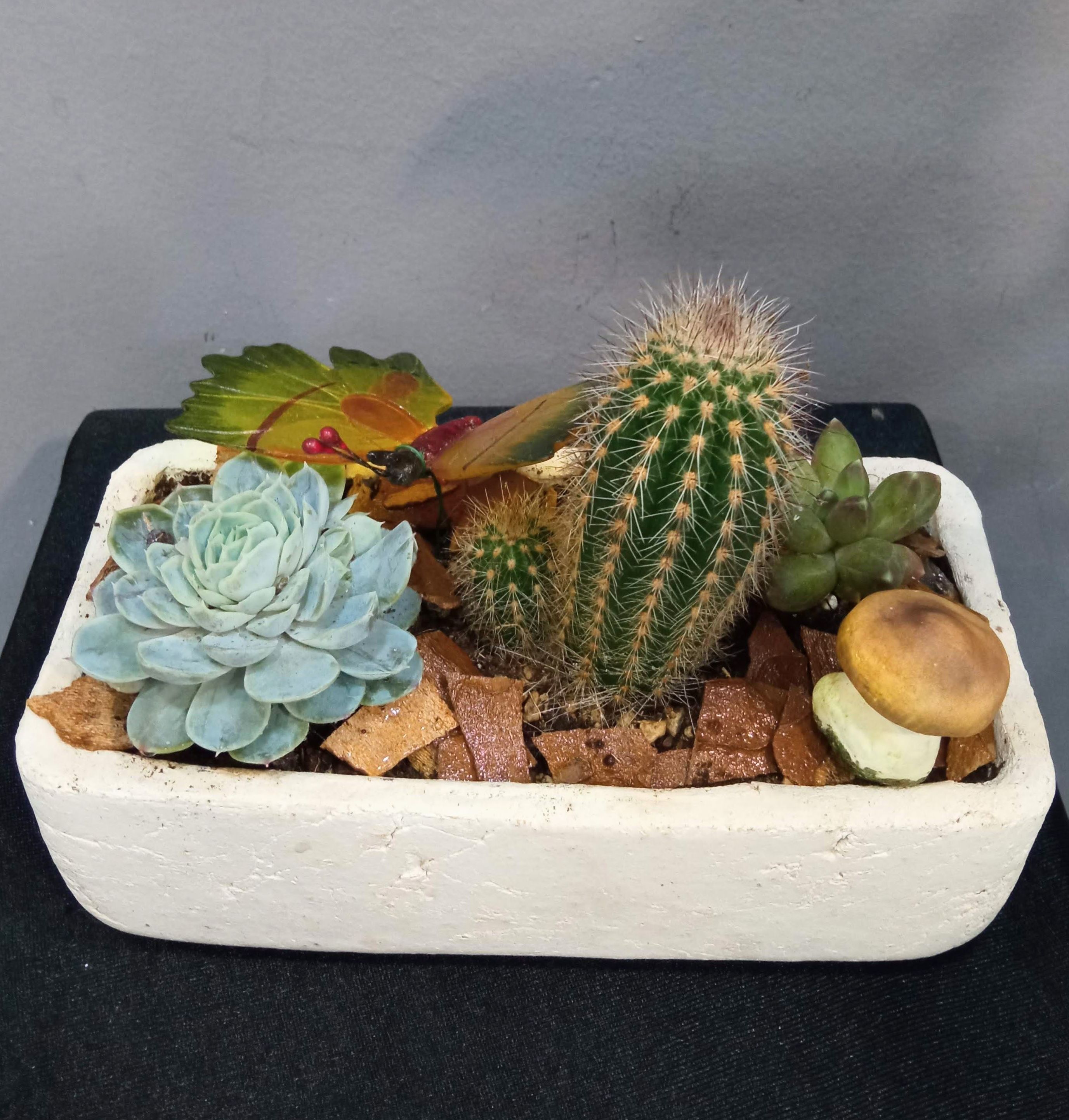 Conjunto de cactus: Floristería de Floristería Imabel Conjunto de cactus: Floristería de Floristería Imabel
