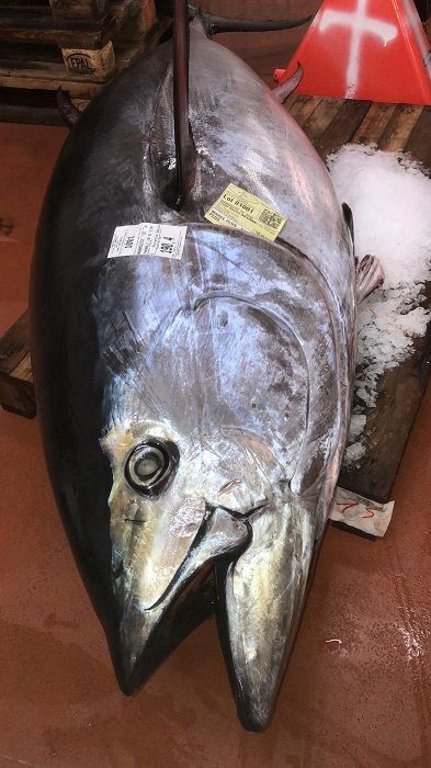 Pescado azul: Nuestra pescadería de Pescaderías Barquero Pescado azul: Nuestra pescadería de Pescaderías Barquero