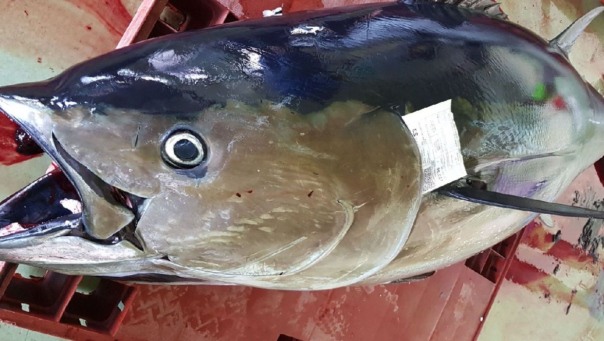 Pescado azul: Nuestra pescadería de Pescaderías Barquero Pescado azul: Nuestra pescadería de Pescaderías Barquero
