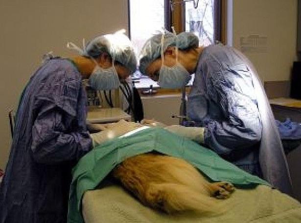 Cirugía general: Servicios de Clinica Veterinaria Serbal Cirugía general: Servicios de Clinica Veterinaria Serbal