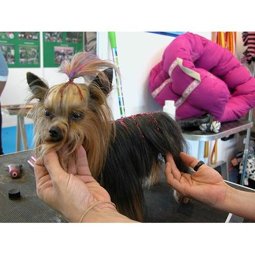 Peluquería canina y felina: Servicios de Clinica Veterinaria Serbal Peluquería canina y felina: Servicios de Clinica Veterinaria Serbal