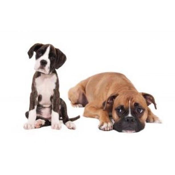 Otros servicios: Servicios de Clinica Veterinaria Serbal Otros servicios: Servicios de Clinica Veterinaria Serbal