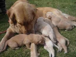 Reproducción: Servicios de Clinica Veterinaria Serbal Reproducción: Servicios de Clinica Veterinaria Serbal