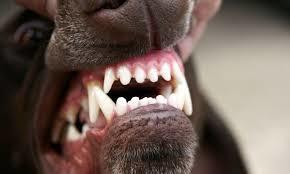 Salud dental: Servicios de Clinica Veterinaria Serbal Salud dental: Servicios de Clinica Veterinaria Serbal