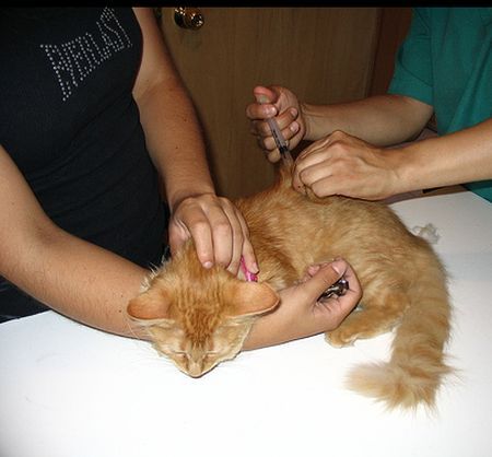 Medicina preventiva: Servicios de Clinica Veterinaria Serbal Medicina preventiva: Servicios de Clinica Veterinaria Serbal