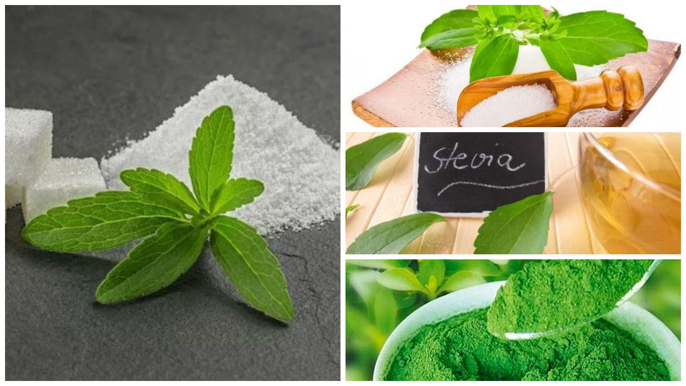 Fitoterapia: Productos de Herbolario D'Magnolia Fitoterapia: Productos de Herbolario D'Magnolia