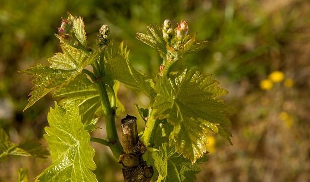Injertos de uva: Nuestros productos de Viveros Rafael Gandía