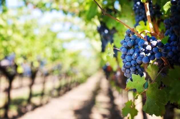 Variedad de uva: Nuestros productos de Viveros Rafael Gandía