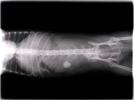 Diagnóstico por imagen: Servicios de Clínica Veterinaria Jeremías Diagnóstico por imagen: Servicios de Clínica Veterinaria Jeremías
