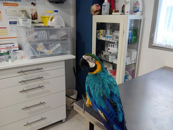 Exóticos: Servicios de Clínica Veterinaria Jeremías Exóticos: Servicios de Clínica Veterinaria Jeremías