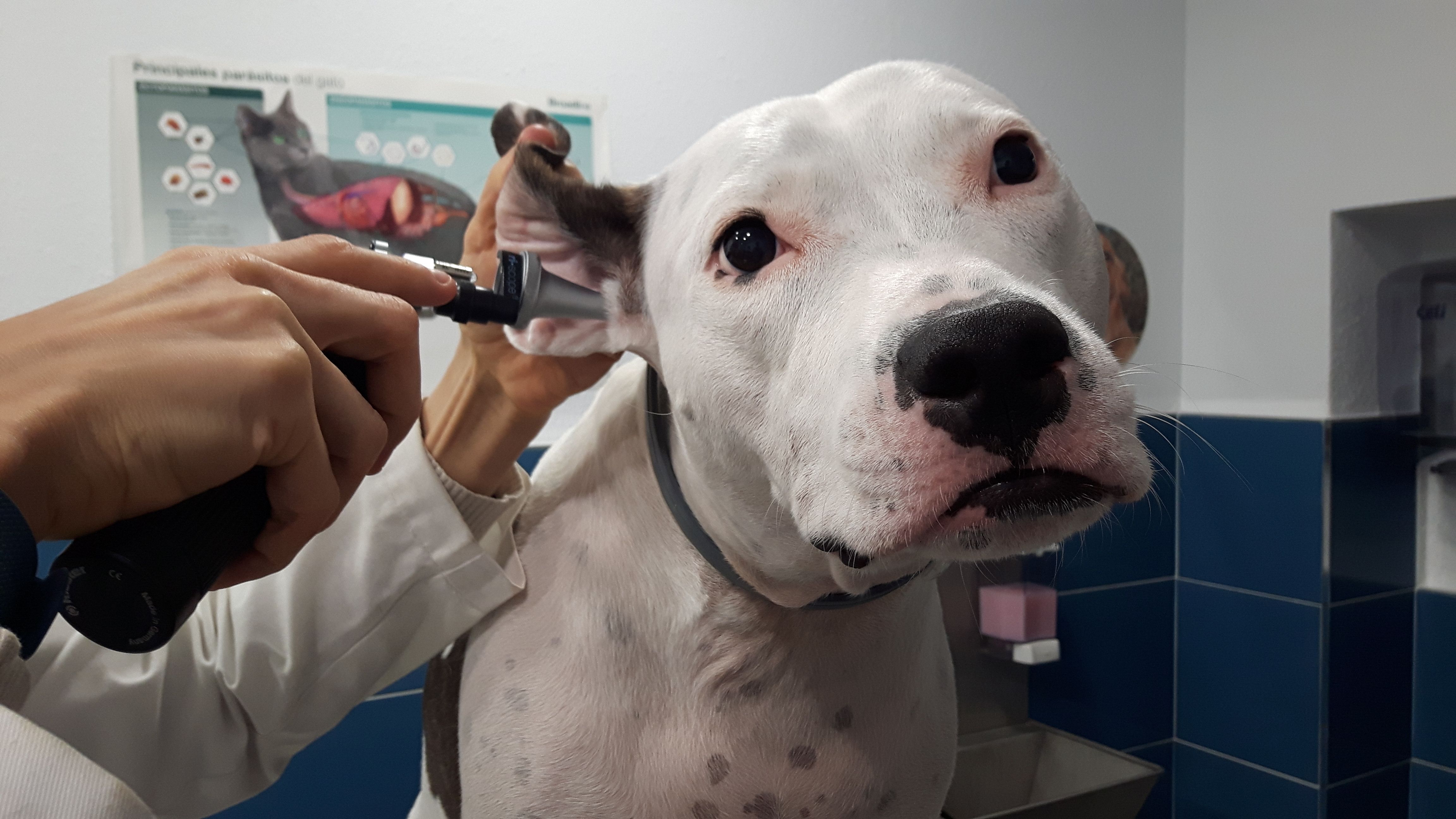 Consultas especializadas: Servicios de Clínica Veterinaria Jeremías Consultas especializadas: Servicios de Clínica Veterinaria Jeremías