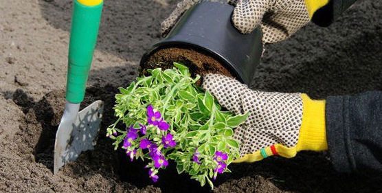 Jardinería: Servicios de Manglobal 2013 SL Jardinería: Servicios de Manglobal 2013 SL