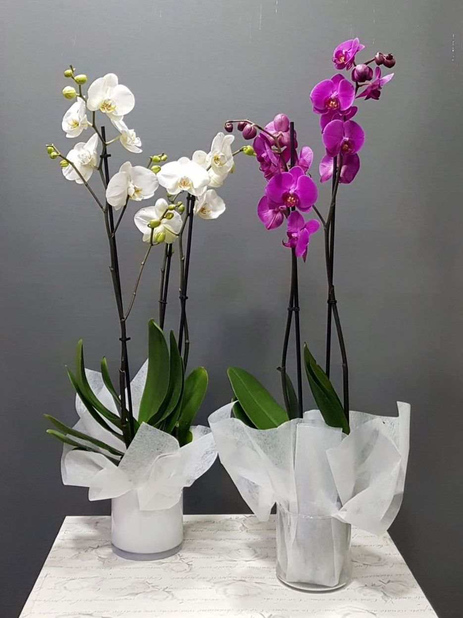 Orquídea Altai Orquídea Altai
