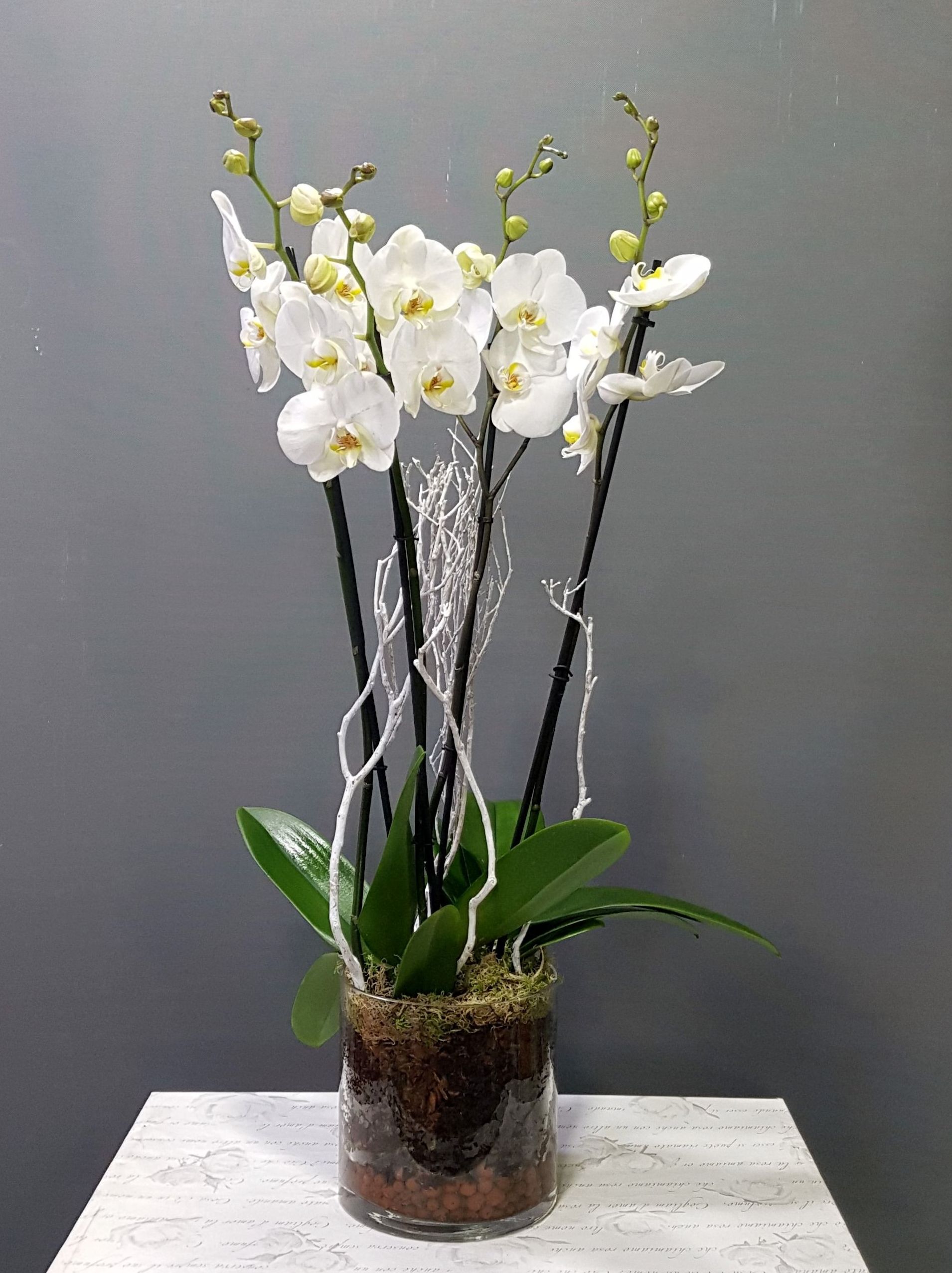 Orquídea Everest Orquídea Everest