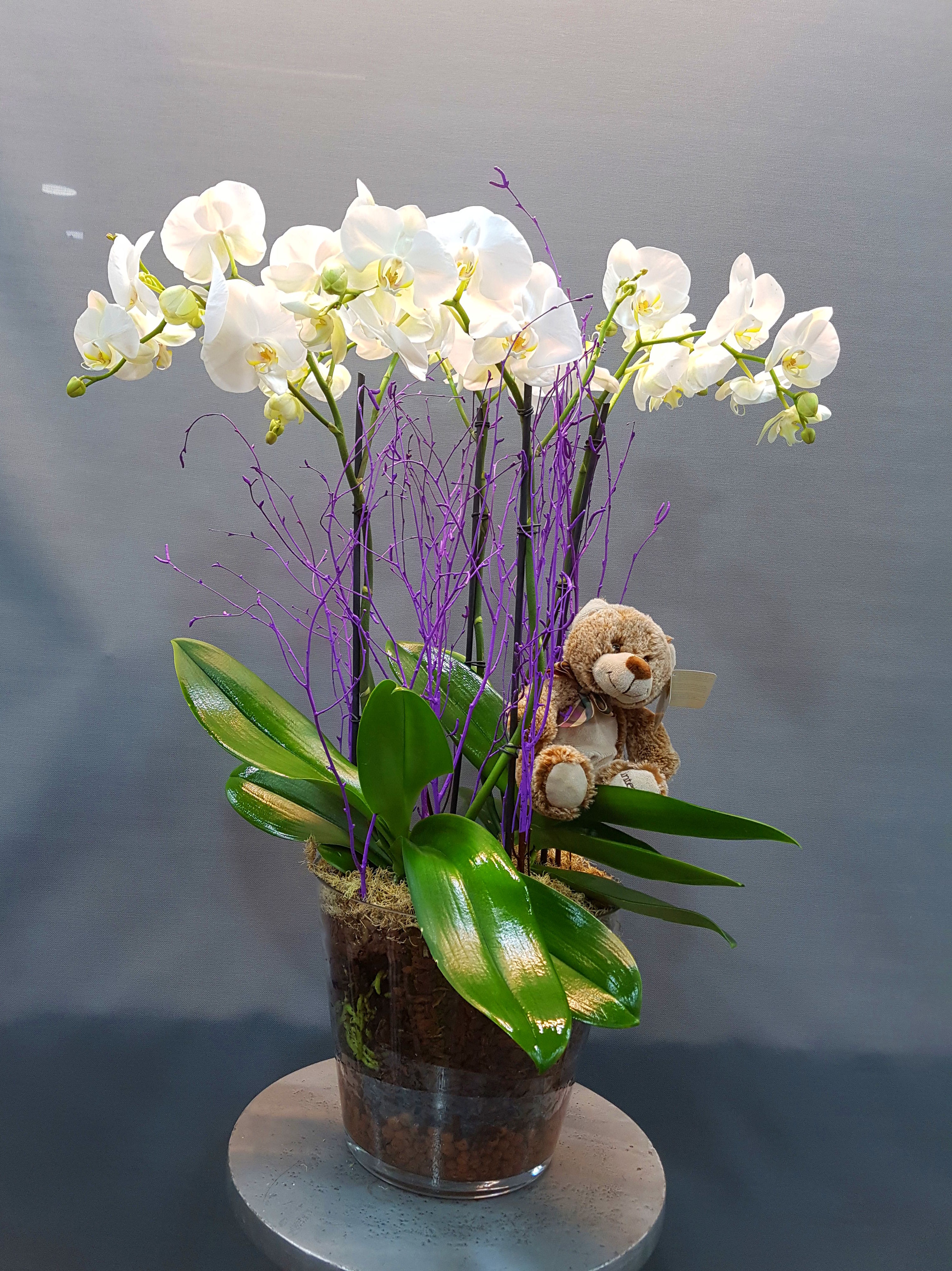 orquídea en base de cristal 72,00€ orquídea en base de cristal 72,00€
