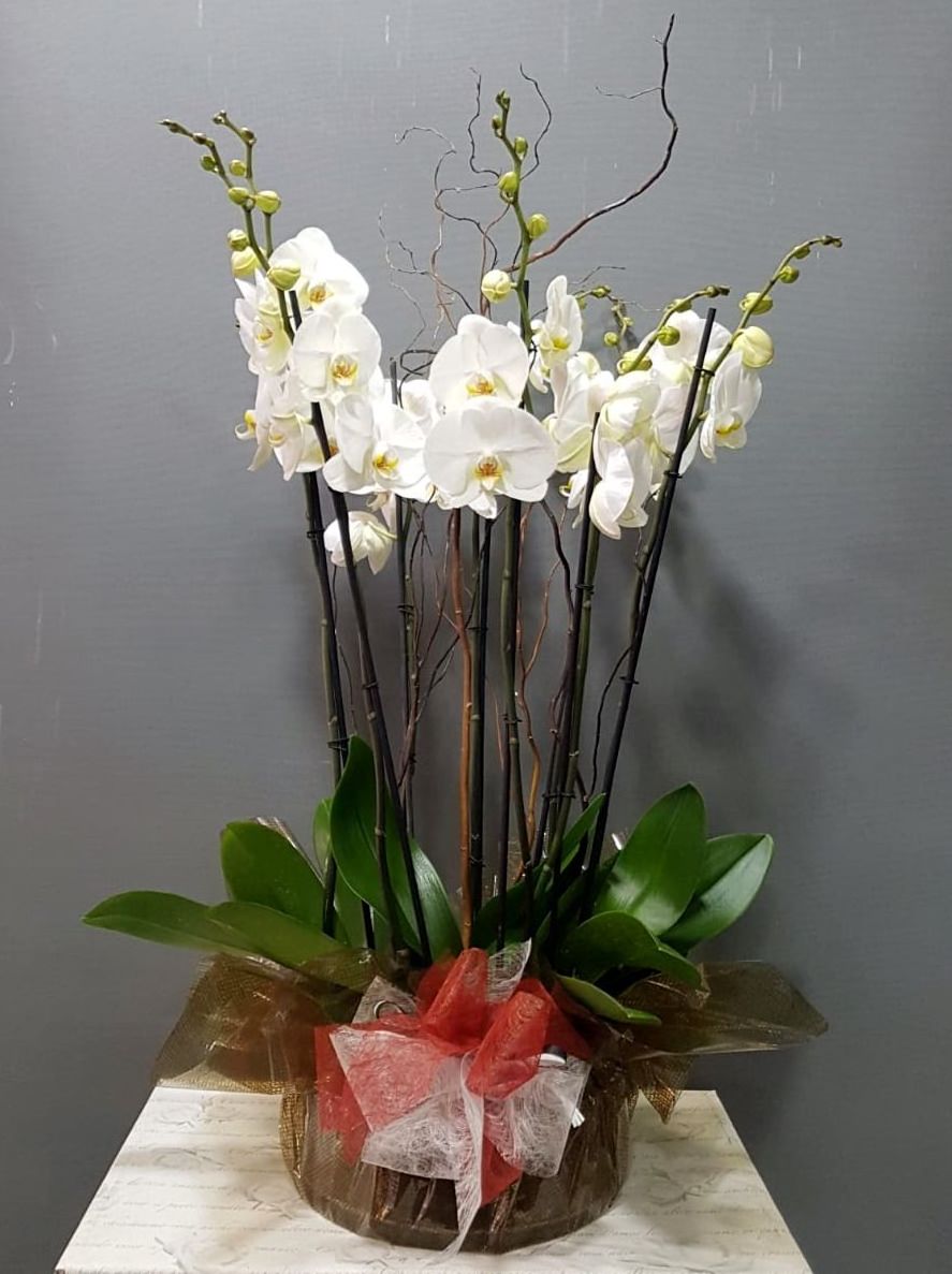 Orquídea Lhotse Orquídea Lhotse