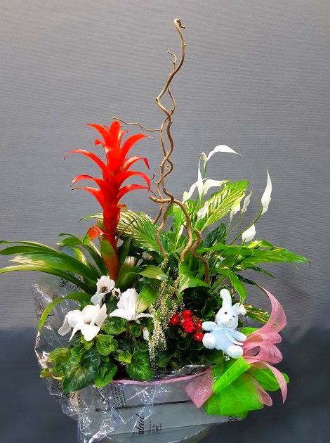 centros nacimientos : Productos de Flores Madrid centros nacimientos : Productos de Flores Madrid