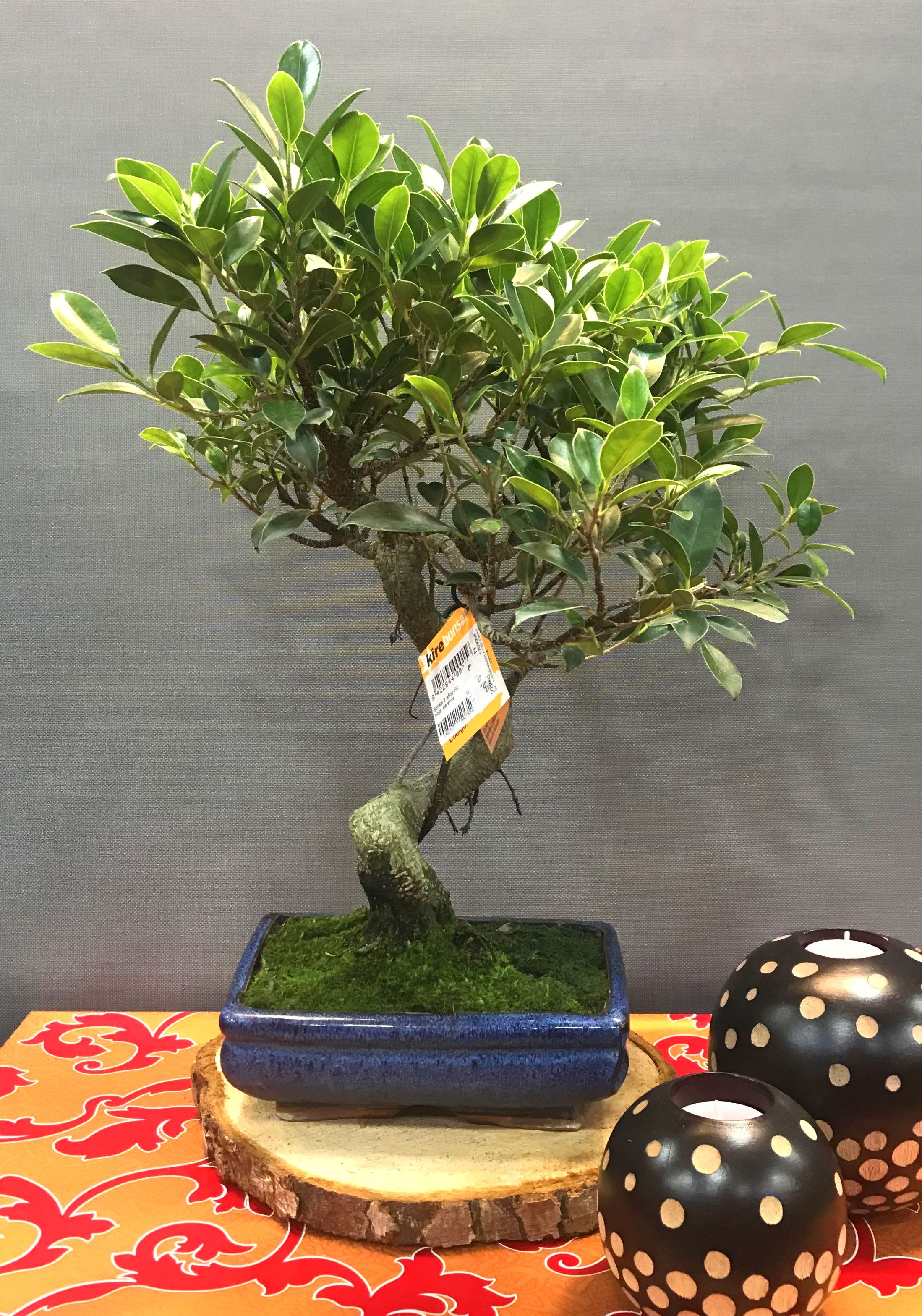 bonsai ficus 8 años bonsai ficus 8 años