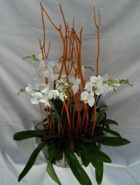 Alquiler de plantas : Productos of Flores Madrid Alquiler de plantas : Productos of Flores Madrid