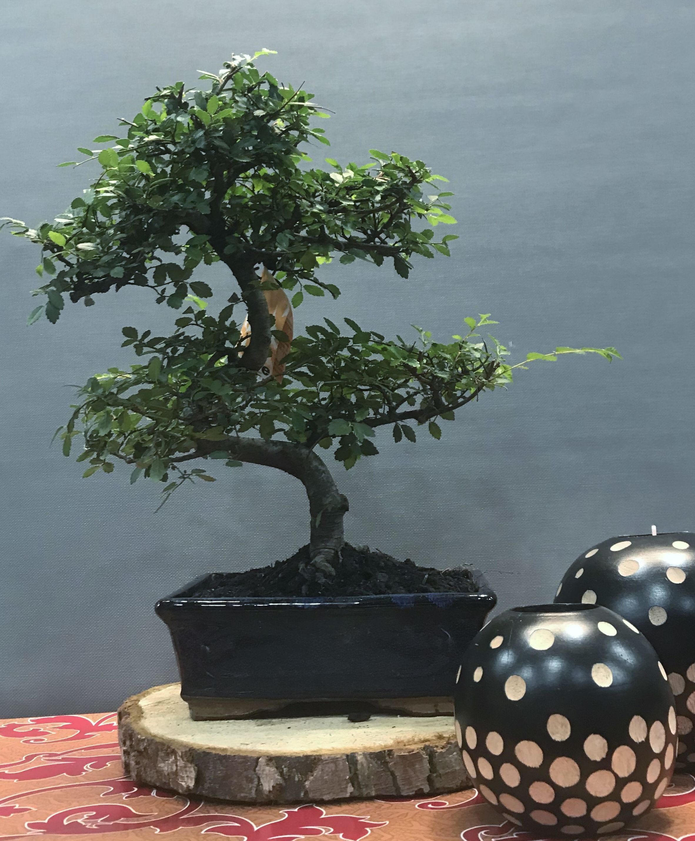 bonsai zelkova 8 años : PRODUCTOS de Flores Madrid bonsai zelkova 8 años : PRODUCTOS de Flores Madrid