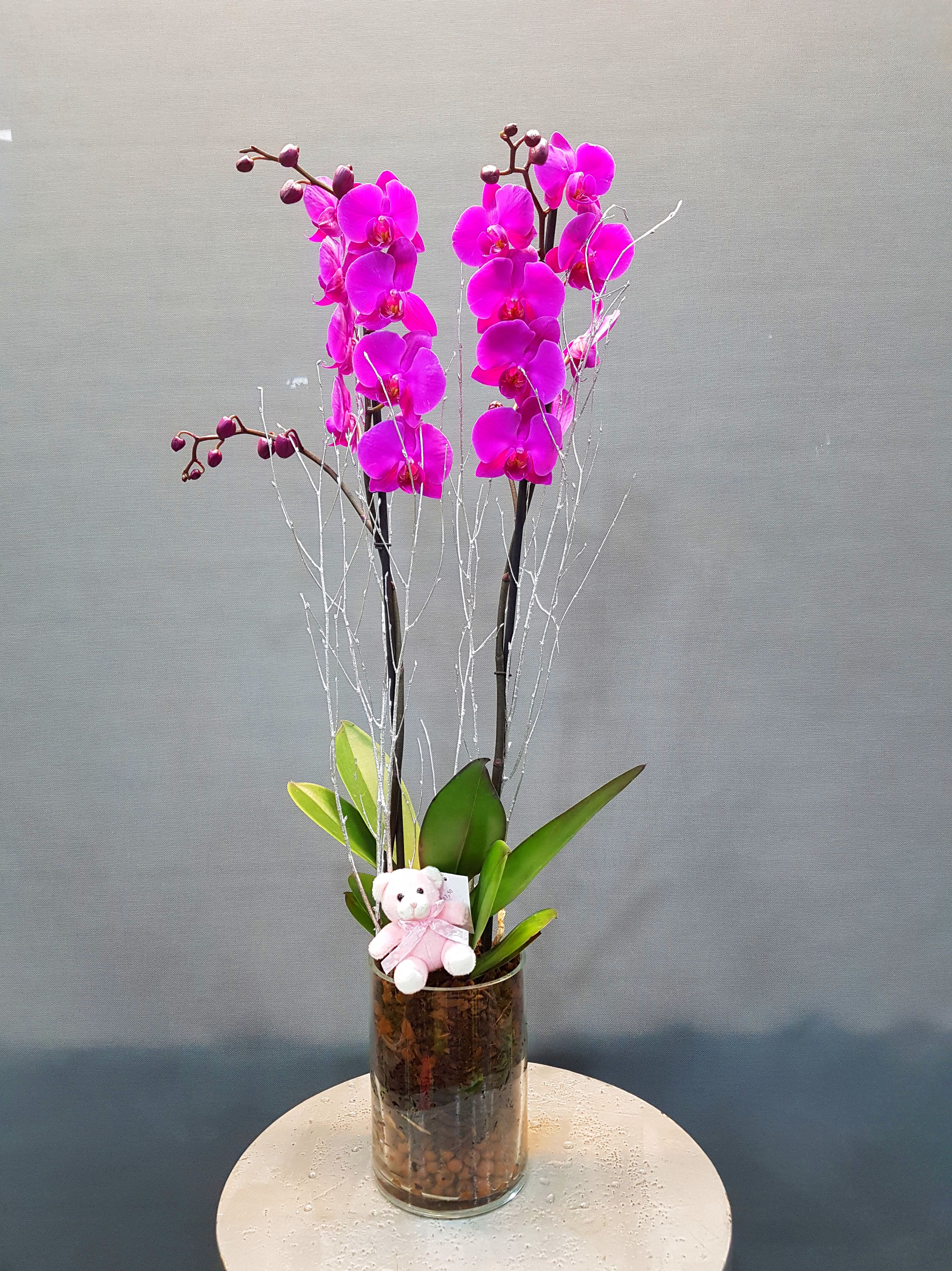 orquídeas moradas : Productos de Flores Madrid orquídeas moradas : Productos de Flores Madrid