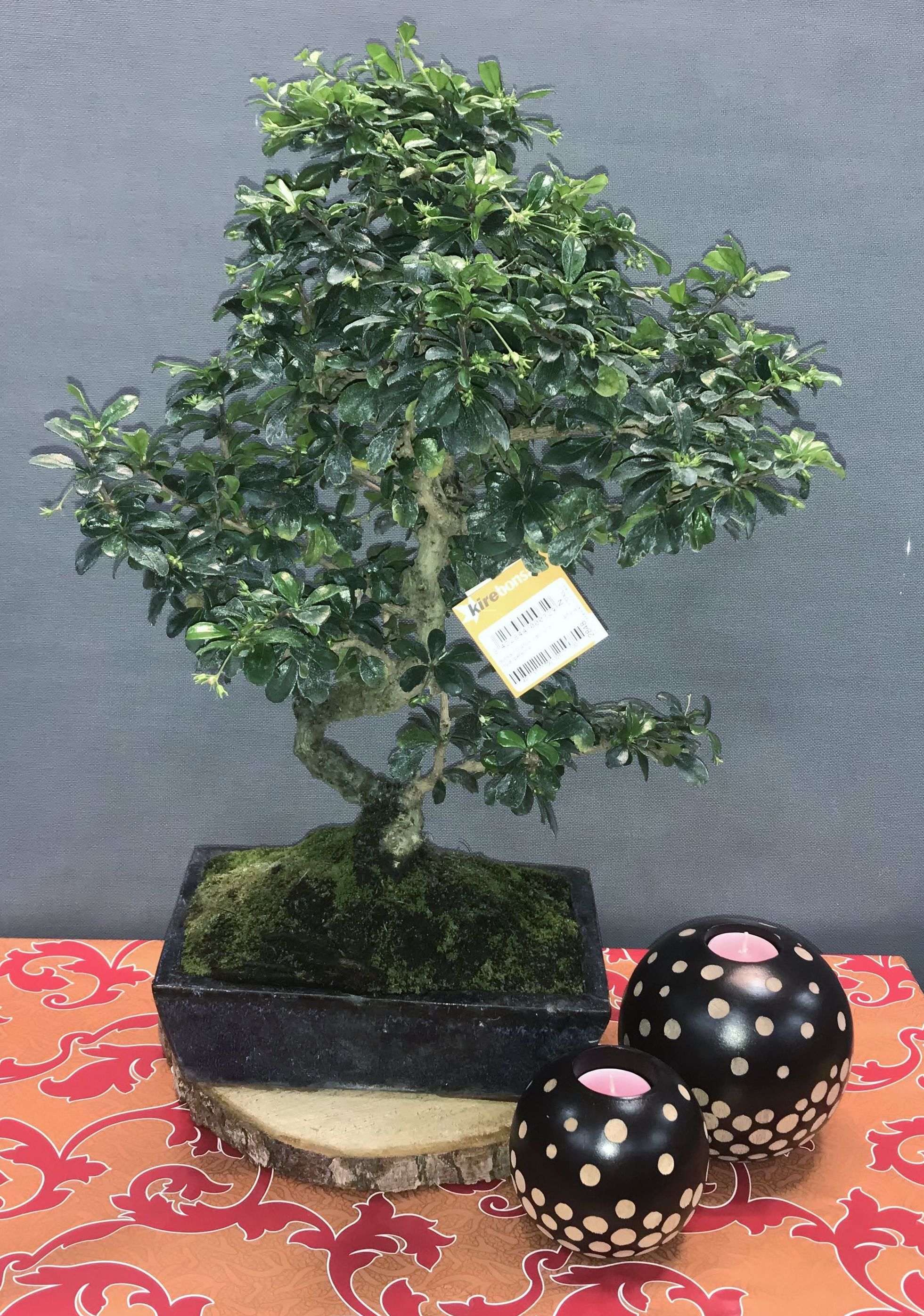 Bonsai carmona 10 años: Productos de Flores Madrid Bonsai carmona 10 años: Productos de Flores Madrid