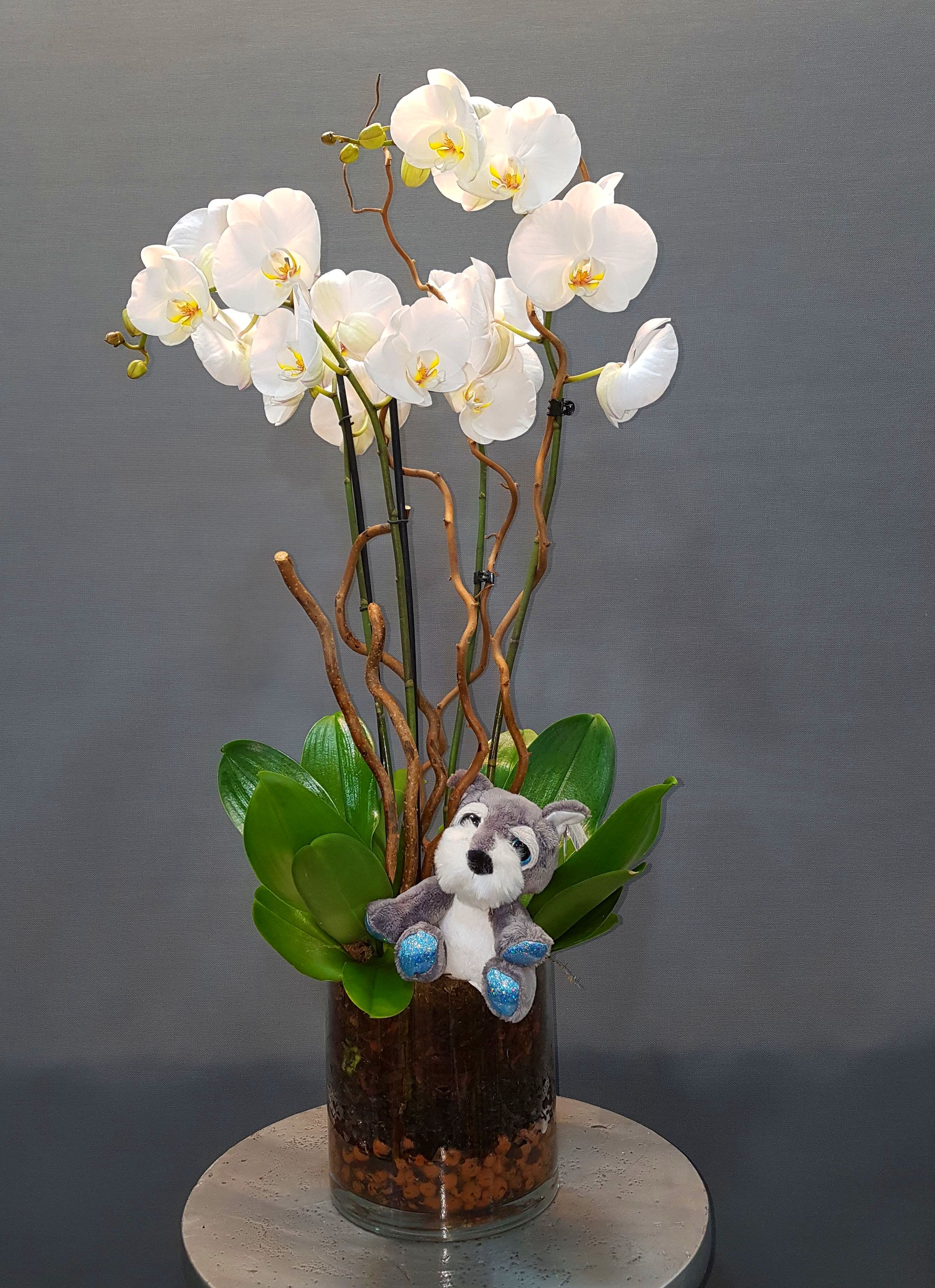 centro orquideas : Productos de Flores Madrid centro orquideas : Productos de Flores Madrid