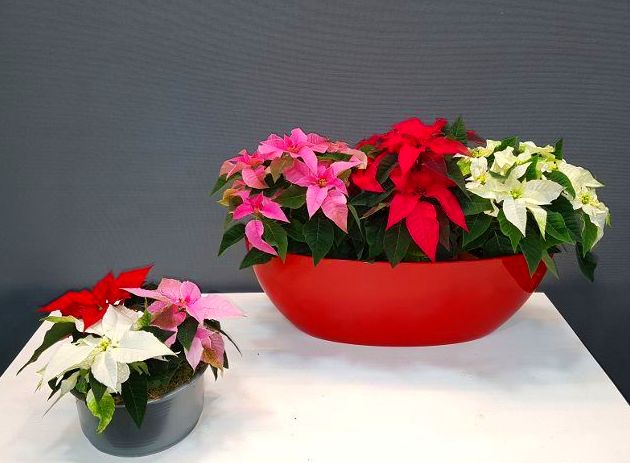 centro de poinsettia desde 14,50€ a 50,00€ centro de poinsettia desde 14,50€ a 50,00€
