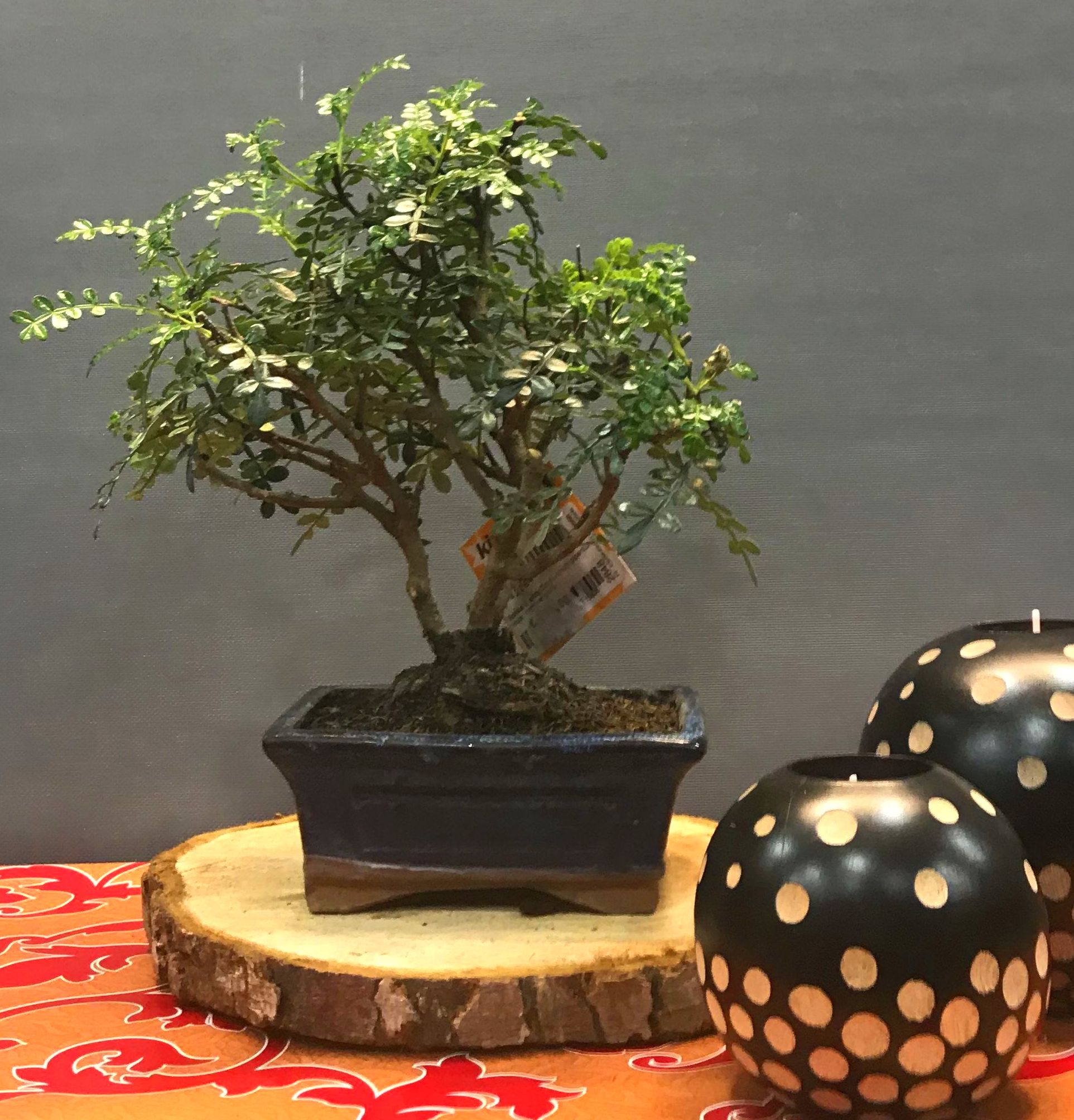 bonsai zanthoxyium 5 años: PRODUCTOS de Flores Madrid bonsai zanthoxyium 5 años: PRODUCTOS de Flores Madrid