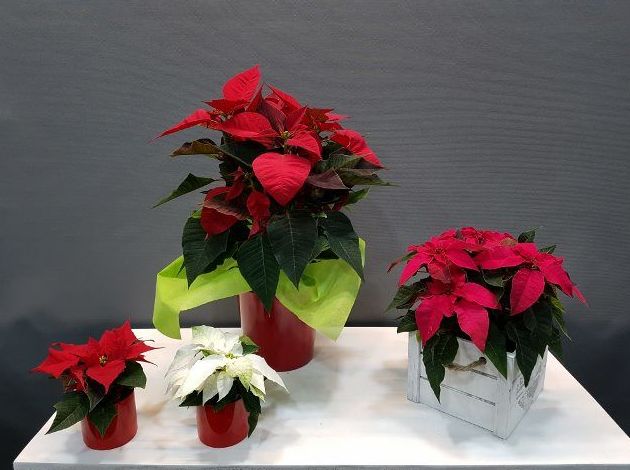 Poinsettia Poinsettia