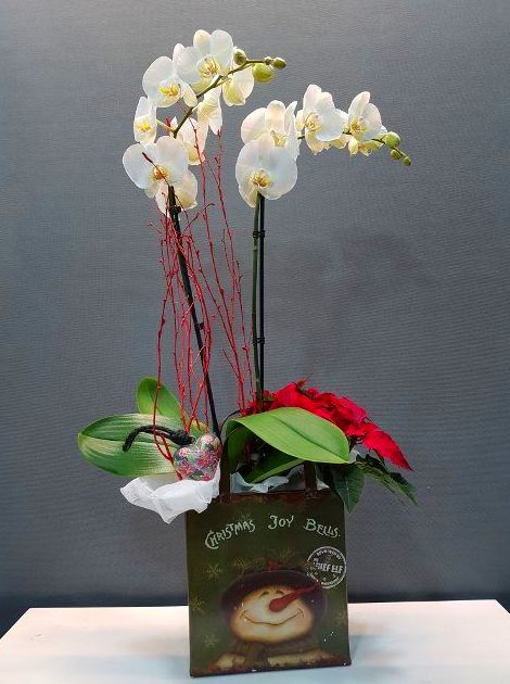 orquídea en un bolsito de navidad 65,00€ orquídea en un bolsito de navidad 65,00€
