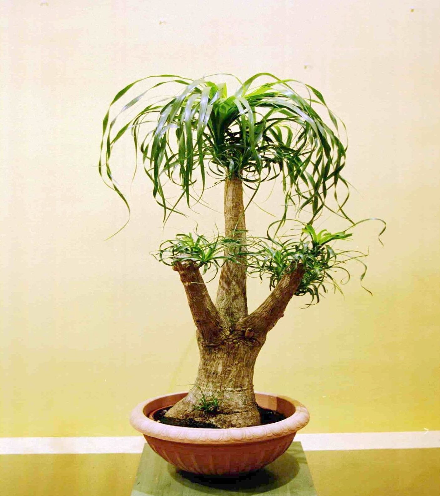 Beucarnea Beucarnea