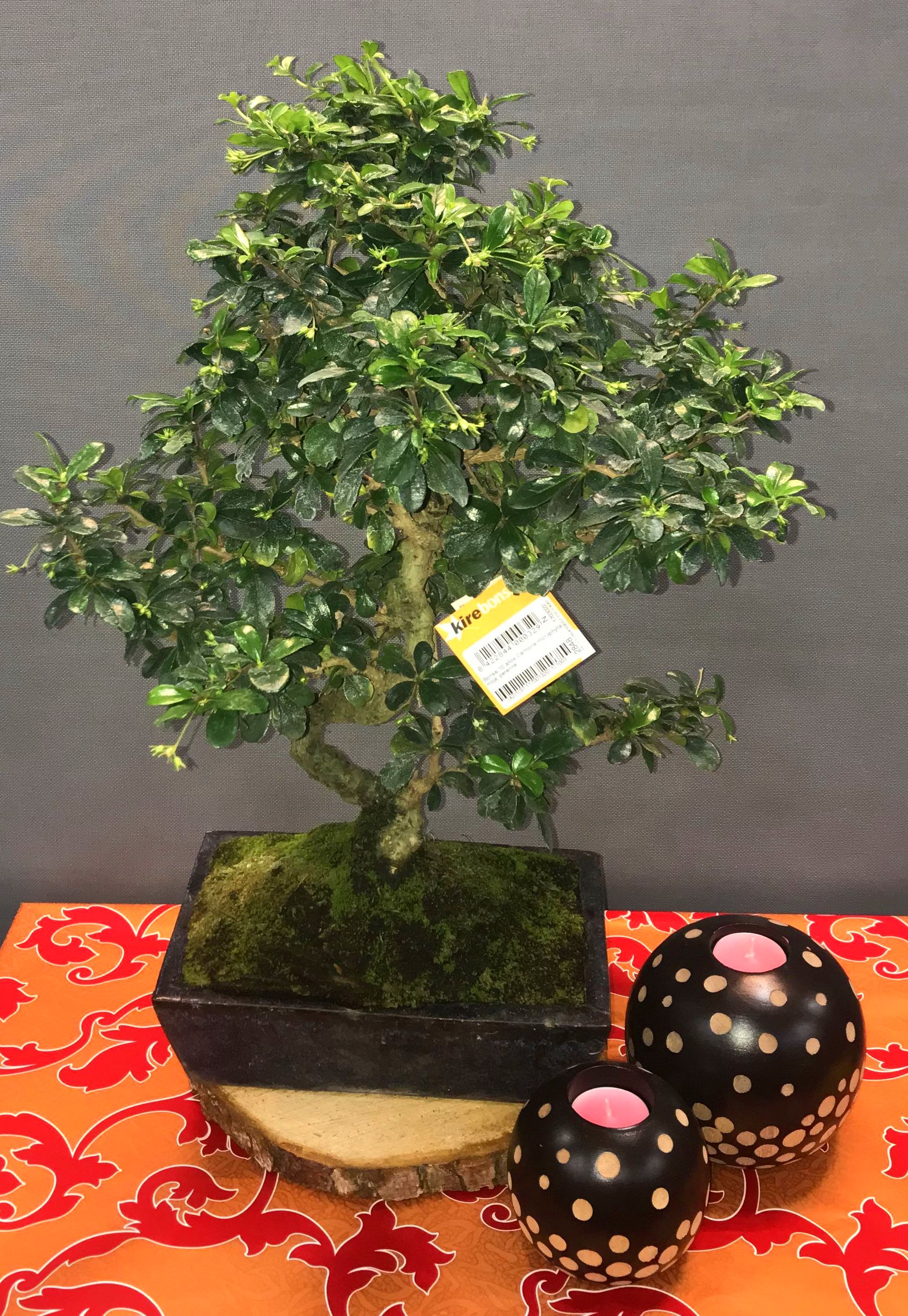 Bonsai carmona 10 años: Productos de Flores Madrid Bonsai carmona 10 años: Productos de Flores Madrid