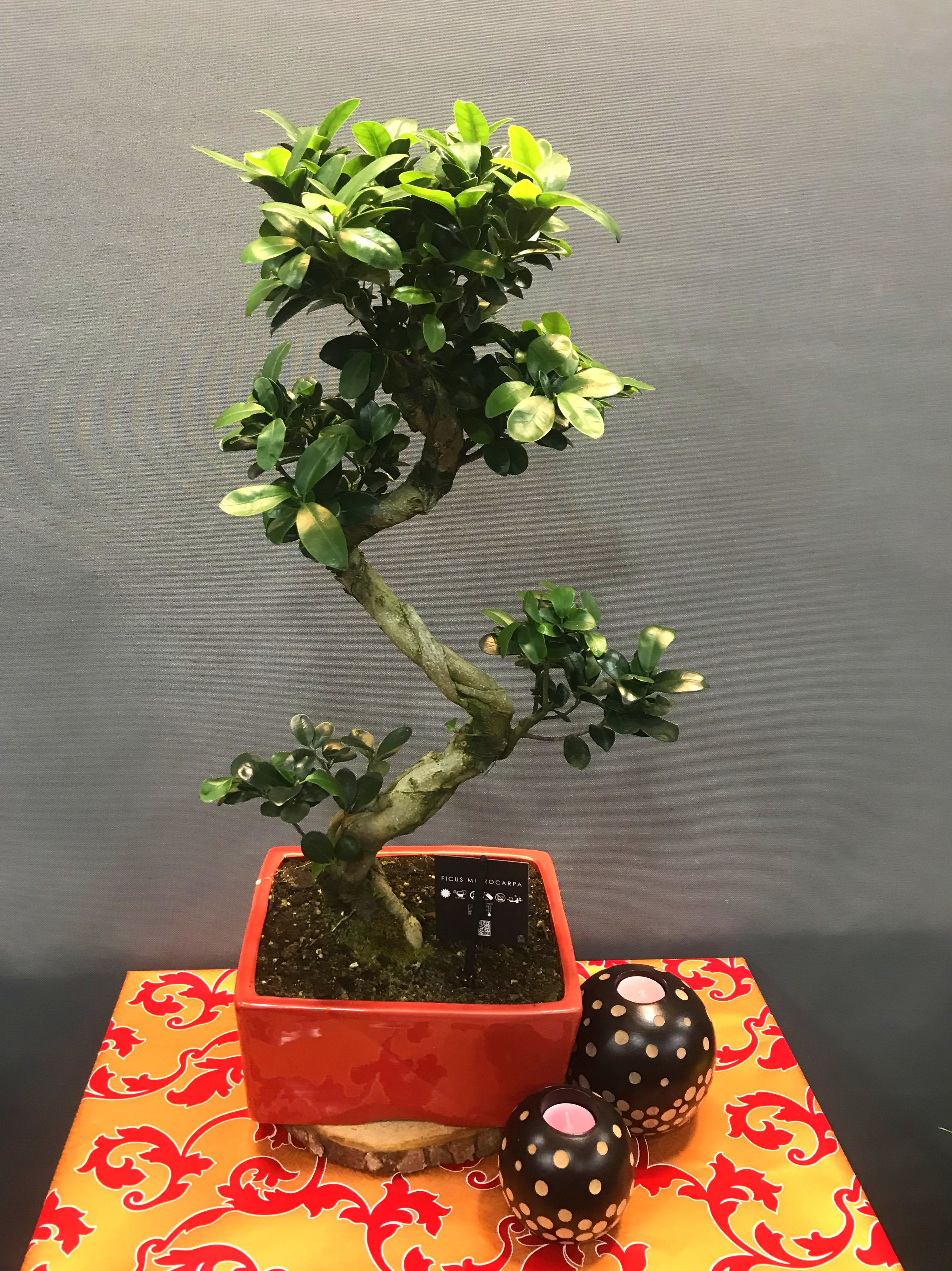 bonsai ficus : Productos de Flores Madrid bonsai ficus : Productos de Flores Madrid