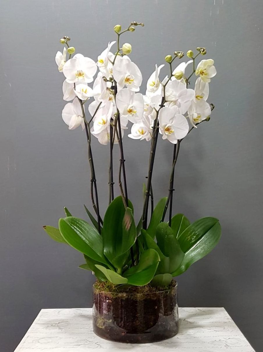 Orquídea Samani Orquídea Samani